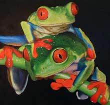 sparacino-frogs