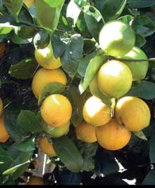Lemon-Tree