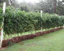 gardening-tomato-bales