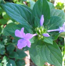 Garden-Barlerea