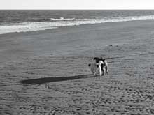 dog-beach-black