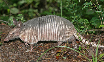 garden-Armadillo