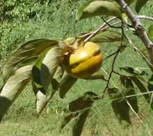 garden-persimmon-2