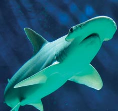 BonnethdShark