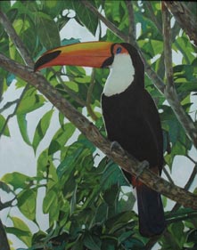 beyond-Toco-Toucan