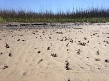 kayak-worms4