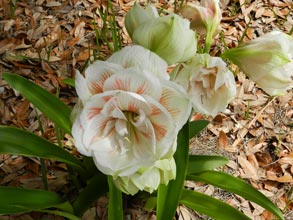 garden-Amaryllis-Nymph