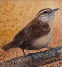highlights-Carolina-Wren