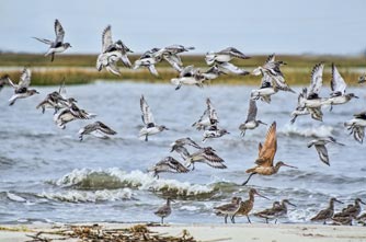 SoBA-Shore-Birds