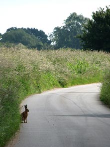 garden-Wildlife on the road