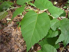 garden-basswood