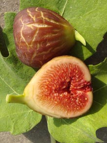 garden-ficus-carica-boga