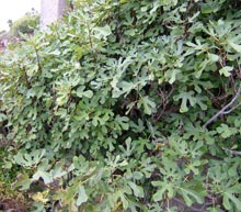 garden-fig tree
