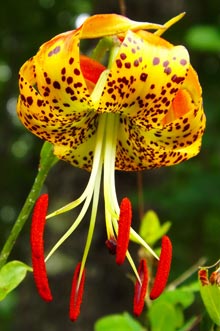 garden-Lilium-superbum