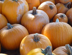 everyday-pumpkins2