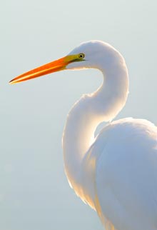 EricHoran-White-Egret