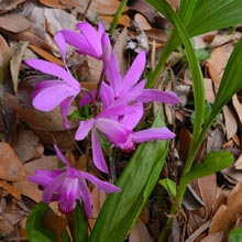 garden-Bletilla-striata