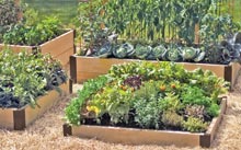 farm-Raised-Beds