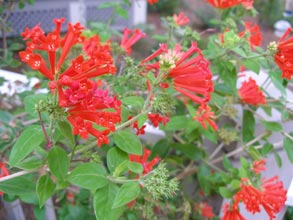 garden-Bouvardia-ternifolia