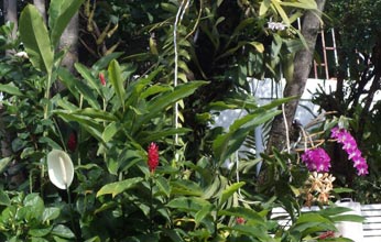 garden-Tropical-Garden