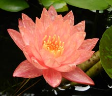 garden-Wanvisa