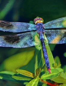 KENDRA-Blue-Dasher