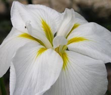 Iris-cover