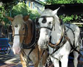 sparacino-hold-your-horses