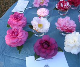 garden-camellias