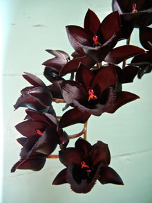 garden-Catasetum-X