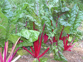 gardening-Swiss-Chard