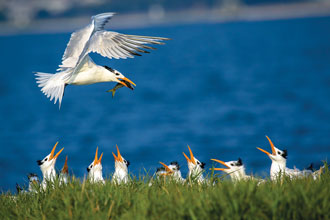 beholding-Royal-Tern-with-Fish-Charleston