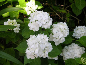 garden-Mophead-hydrangea