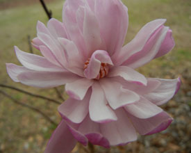 garden-Leonard-MesselMagnolia
