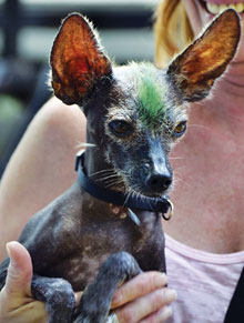 BVF-Ugly-Dog-Contestant
