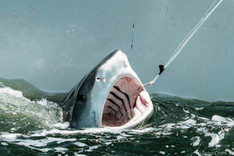 Tagging-Tiger-Shark-2
