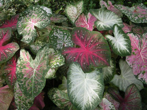 garden-calladium-leaves-heart-shaped