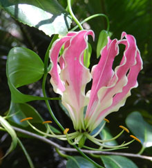 garden-Gloriosa-Lily