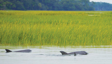 fall-Dolphins-in-the-Marsh