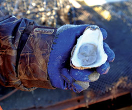 Frank-Roberts-Holding-Oyster