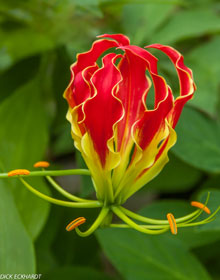 picture-LIGHT-MY-FIRE---BY-DICK-ECKHARDT
