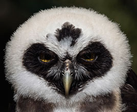 just-birds-Spectacled-Owl