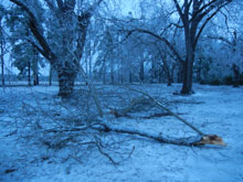 garden-Ice-Storm-2014-