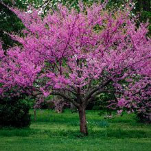redbud